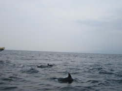 250-IMG_9885.jpg