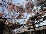 250-IMG_5239.jpg